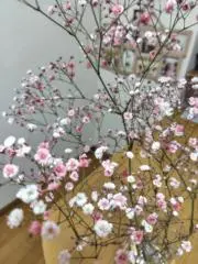 ゆーみんの画像