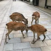 えふ