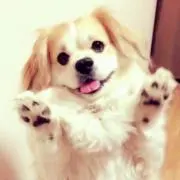 ヲタタの画像