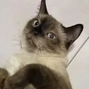 ベニーちゃんの画像