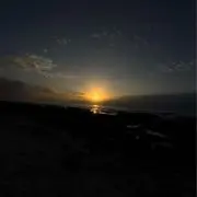 叶縁の画像