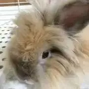 めいすけの画像