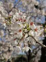桜の画像
