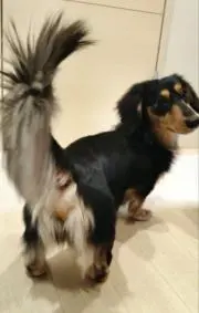 Tomozの画像