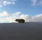 nanookの画像