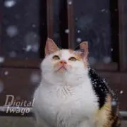 あゆこ
