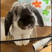 chanmisaの画像