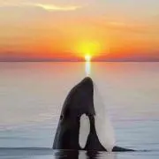 O.W.L