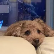 kazu