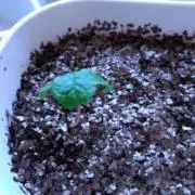 ＊茉夢＊葡萄の芽＊の画像