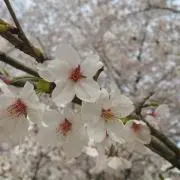 ayaの画像