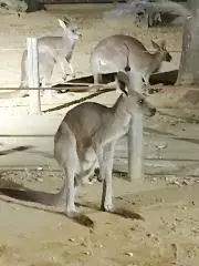 みつこの画像