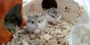 アイアイの画像