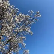 まいまいの画像