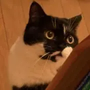 ネコバス