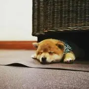 しの