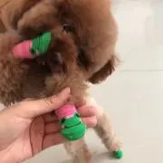 カカの画像
