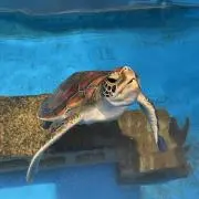comaの画像