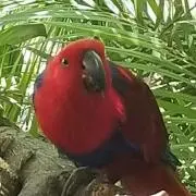 クララベルの画像