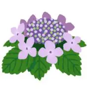 紫陽花⭐︎喫煙者いませんの画像