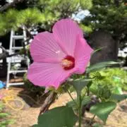 華(*プロフ必須*)