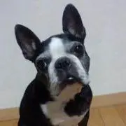 Milichocoの画像