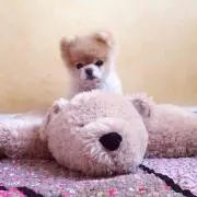 しょこら‪ ·͜· ♡の画像