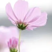ベルキングの画像