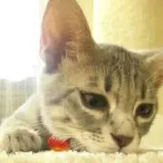 しろねこ