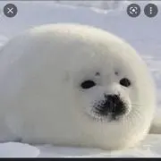 ごまちゃん