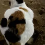 るかたんの画像