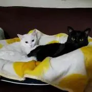がっちゃん