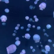 jack2525の画像
