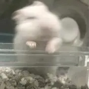 雪餅 プロフ有りの画像