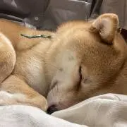 ノラ
