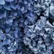 ♡ちぇりー♡の画像