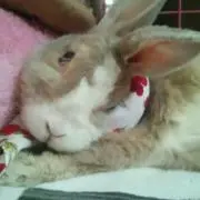 まきびし