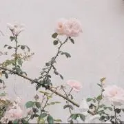 Fuuの画像