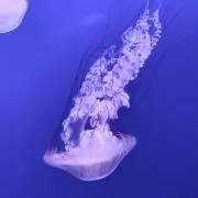 はらの画像