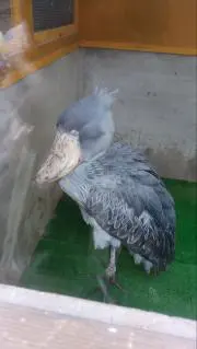 コロの画像