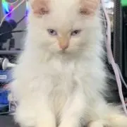 Malka