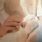 konの画像