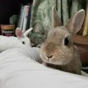 あっさむの画像