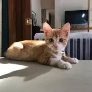 naha nakaの画像
