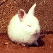 あり