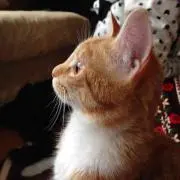 レンの画像