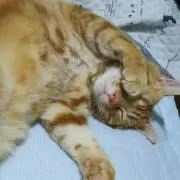 リリー☆の画像