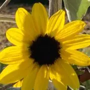 ひまわり
