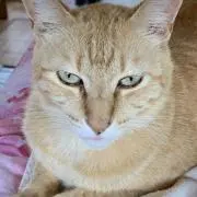 チャトくん