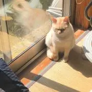 きなこもちの画像